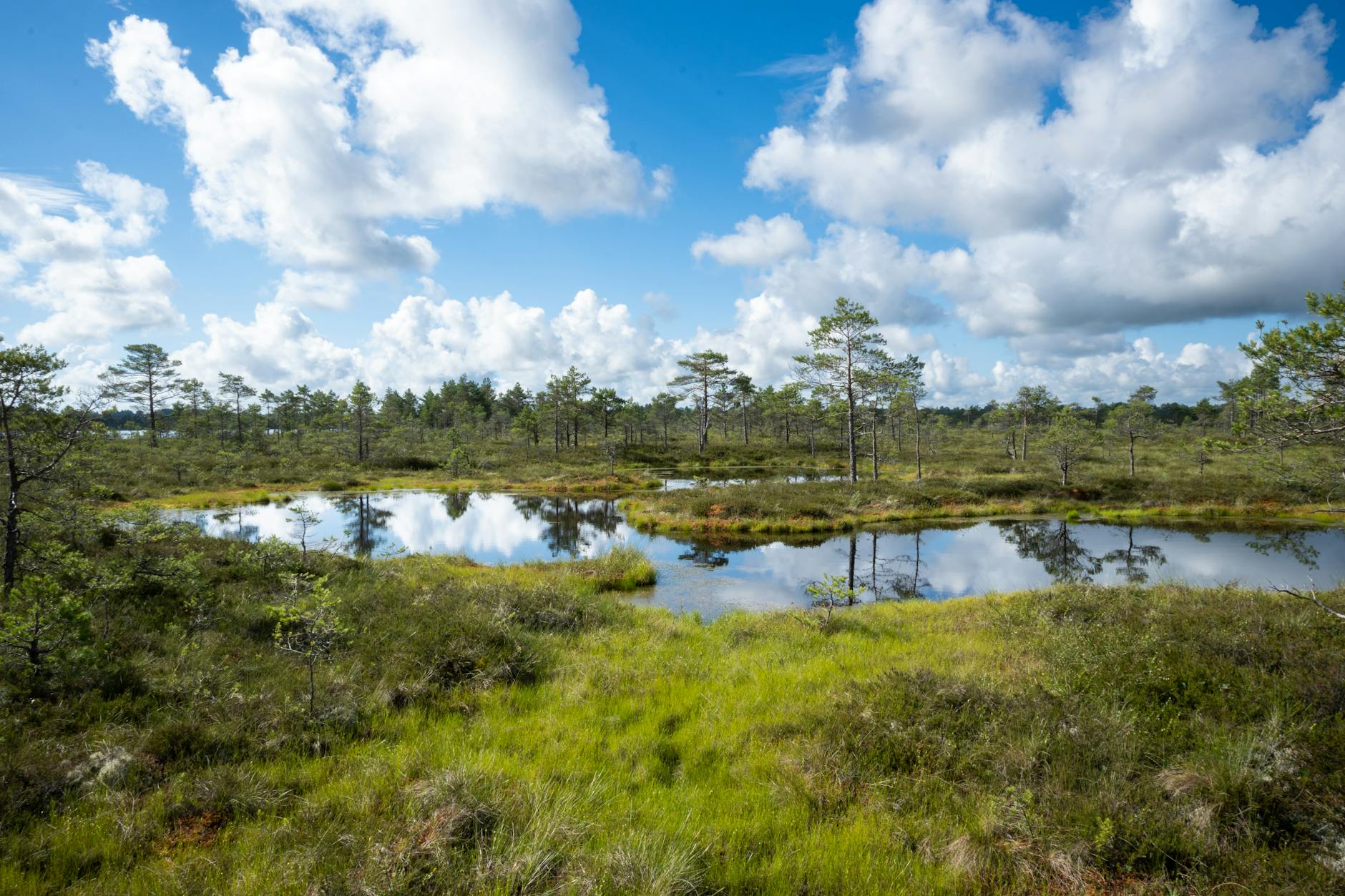 Estońskie torfowisko z oczkami wodnymi w słoneczny, bezchmurny dzień